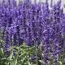 salvia - blue victoria - sun (market pack with 6 small plants)