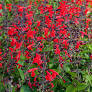 salvia - red - sun (market pack with 6 small plants)