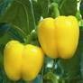 sun bell yellow pepper (4" pot)
