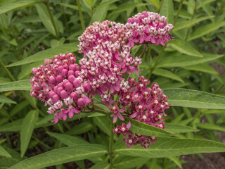 Swamp Milkweed (full sun)