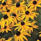 Black-Eyed Susan (full sun/partial shade)
