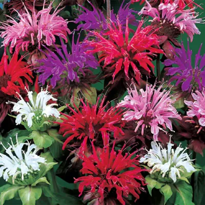 Bee Balm - Jacob Clone (full sun/partial shade)