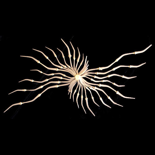 Oscillation (SS)