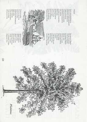 Vintage Tree Book collage papers **INSTANT DOWNLOAD** 12 pages
