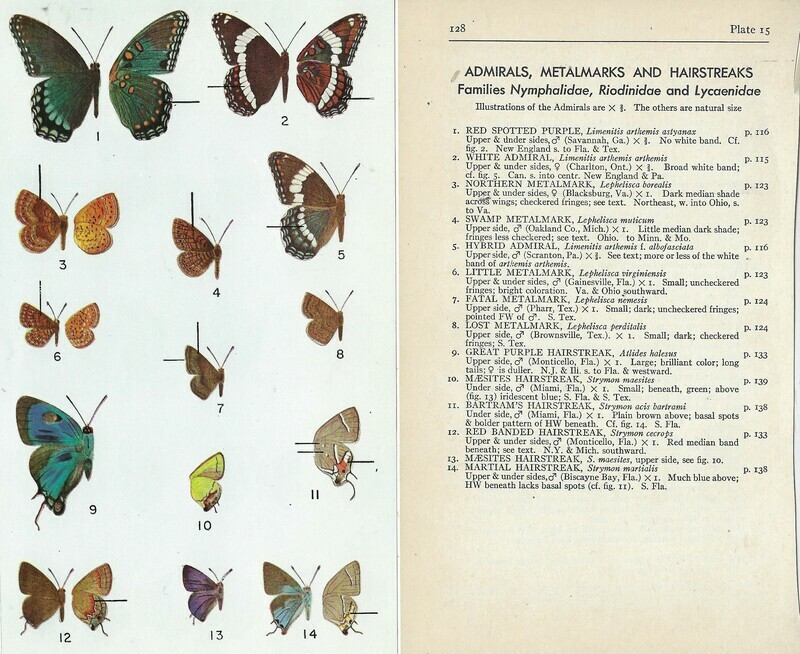 Butterfly notebook collage papers **INSTANT DOWNLOAD** 10 pages