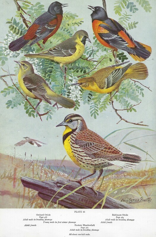 American birds history book collage papers *INSTANT DOWNLOAD* 11 pages