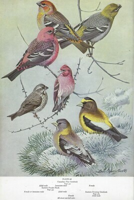 American birds history book collage papers *INSTANT DOWNLOAD* 11 pages