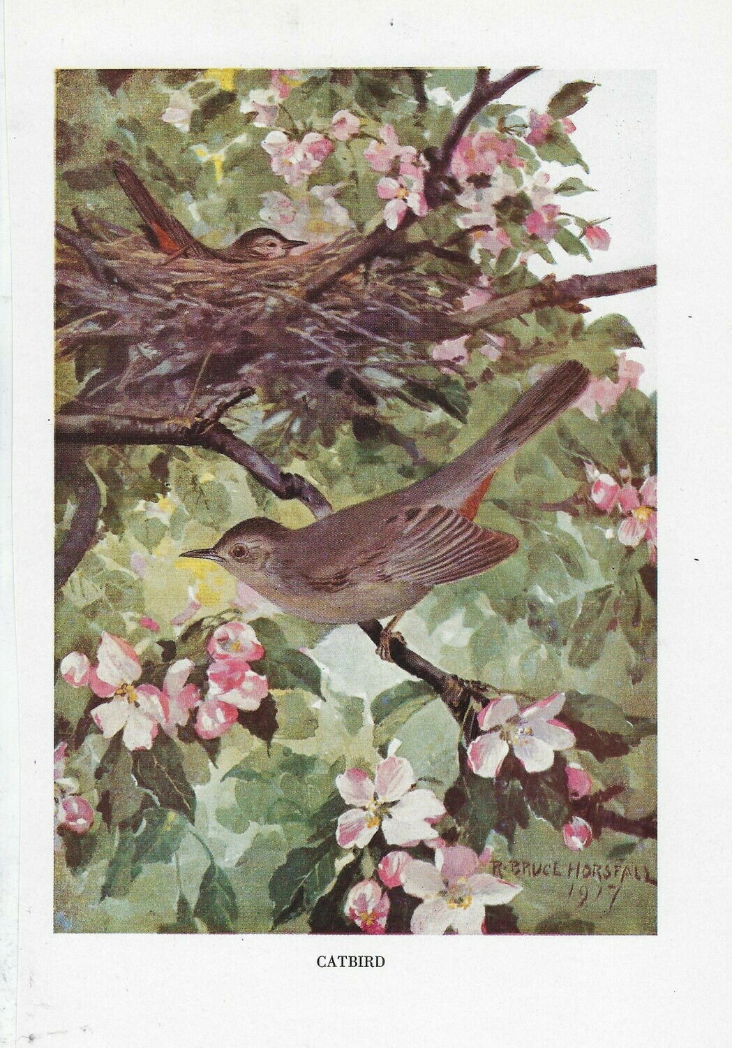 Vintage Land bird book 1 collage papers **INSTANT DOWNLOAD**  7 pages