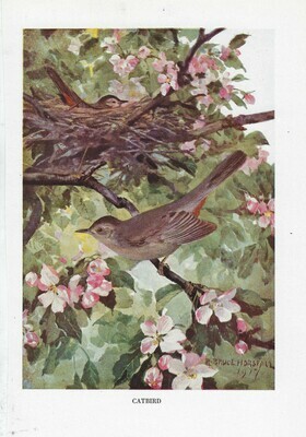 Vintage Land bird book 1 collage papers **INSTANT DOWNLOAD**  7 pages