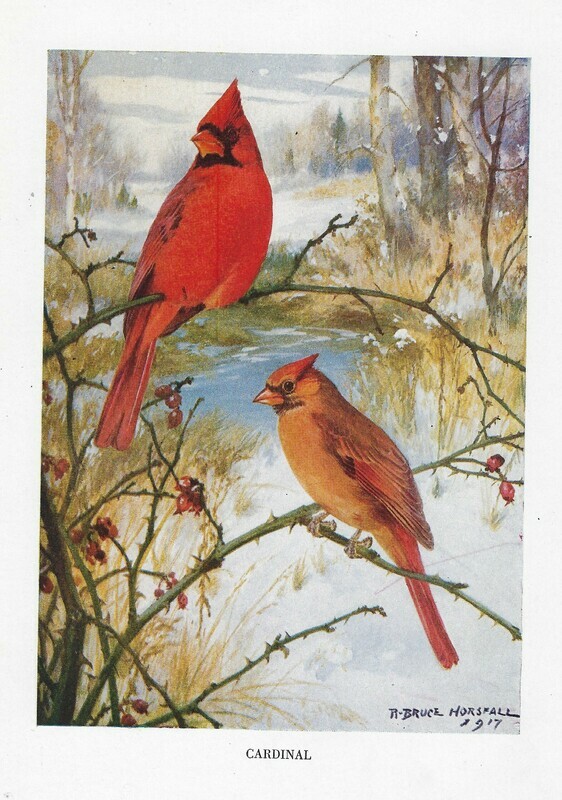 Vintage Land bird book 2 collage papers **INSTANT DOWNLOAD**  7 pages