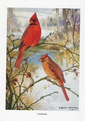 Vintage Land bird book collage papers **INSTANT DOWNLOAD** 14 pages