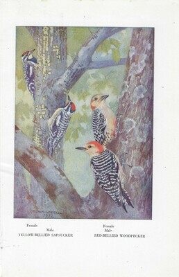 Vintage Land bird book 2 collage papers **INSTANT DOWNLOAD**  7 pages
