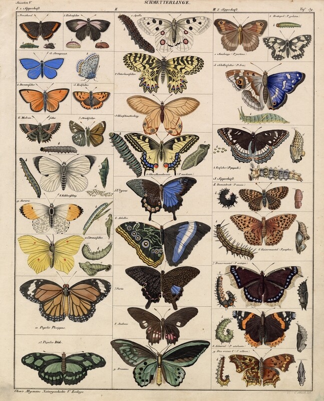 Vintage Muted Butterflies collage papers **INSTANT DOWNLOAD** 9 pages
