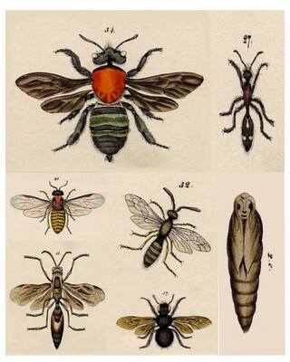 Bees collage papers **INSTANT DOWNLOAD** 6 pages