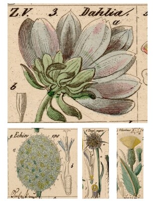 Wildflower Sketches 1 collage papers **INSTANT DOWNLOAD** 6 pages