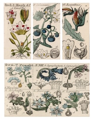 Wildflower Sketches 2 collage pak instant download 7 pages