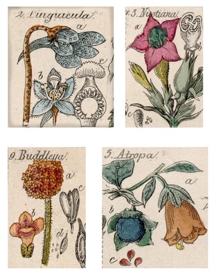 Wildflower Sketches 2 collage papers **INSTANT DOWNLOAD** 7 pages