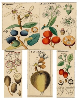Fruits and Flowers collage papers **INSTANT DOWNLOAD** 8 pages