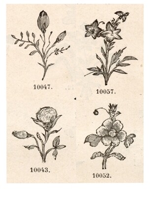 Flower Sketches Large collage papers **INSTANT DOWNLOAD** 5 pages