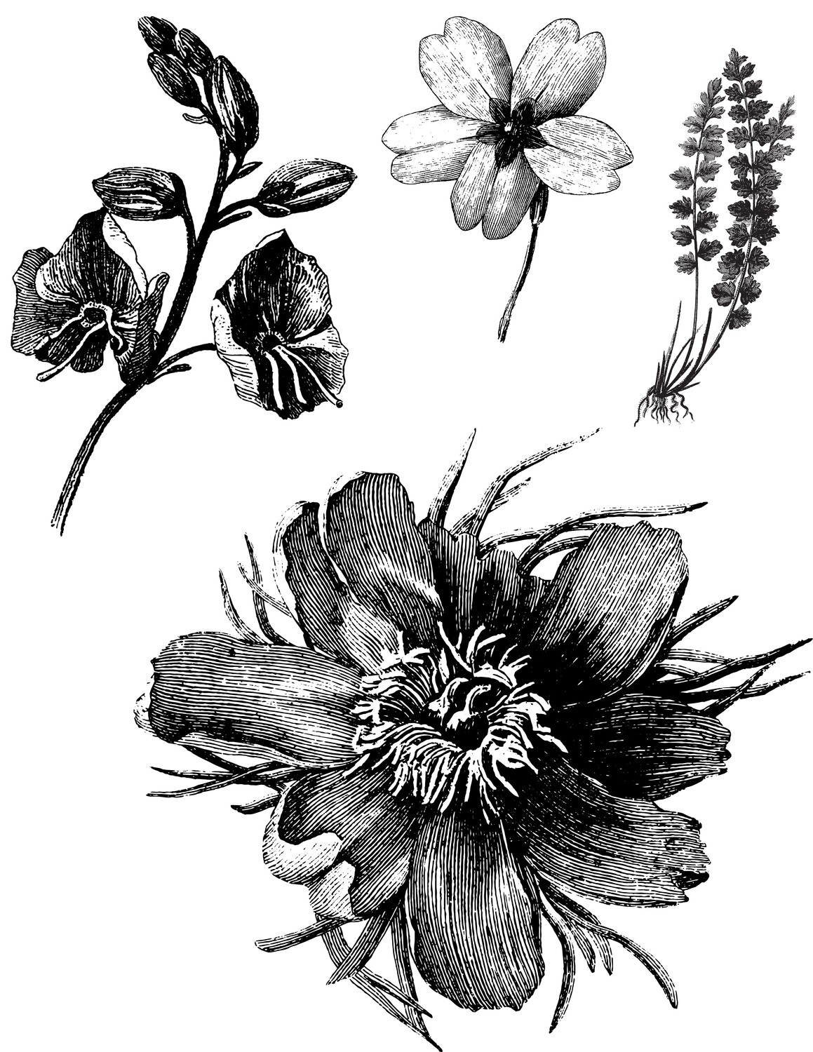 Botanical Illustrations 1 collage pak ***PRINTED VERSION*** 8 pages
