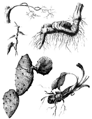 Botanical Illustrations collage papers **INSTANT DOWNLOAD** 8 pages