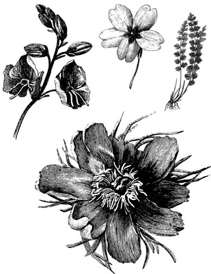 Botanical Illustrations collage pak **INSTANT DOWNLOAD** 8 pages