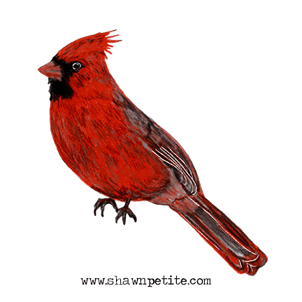 Cardinal Free instant download for suday inspiration 12-25-16