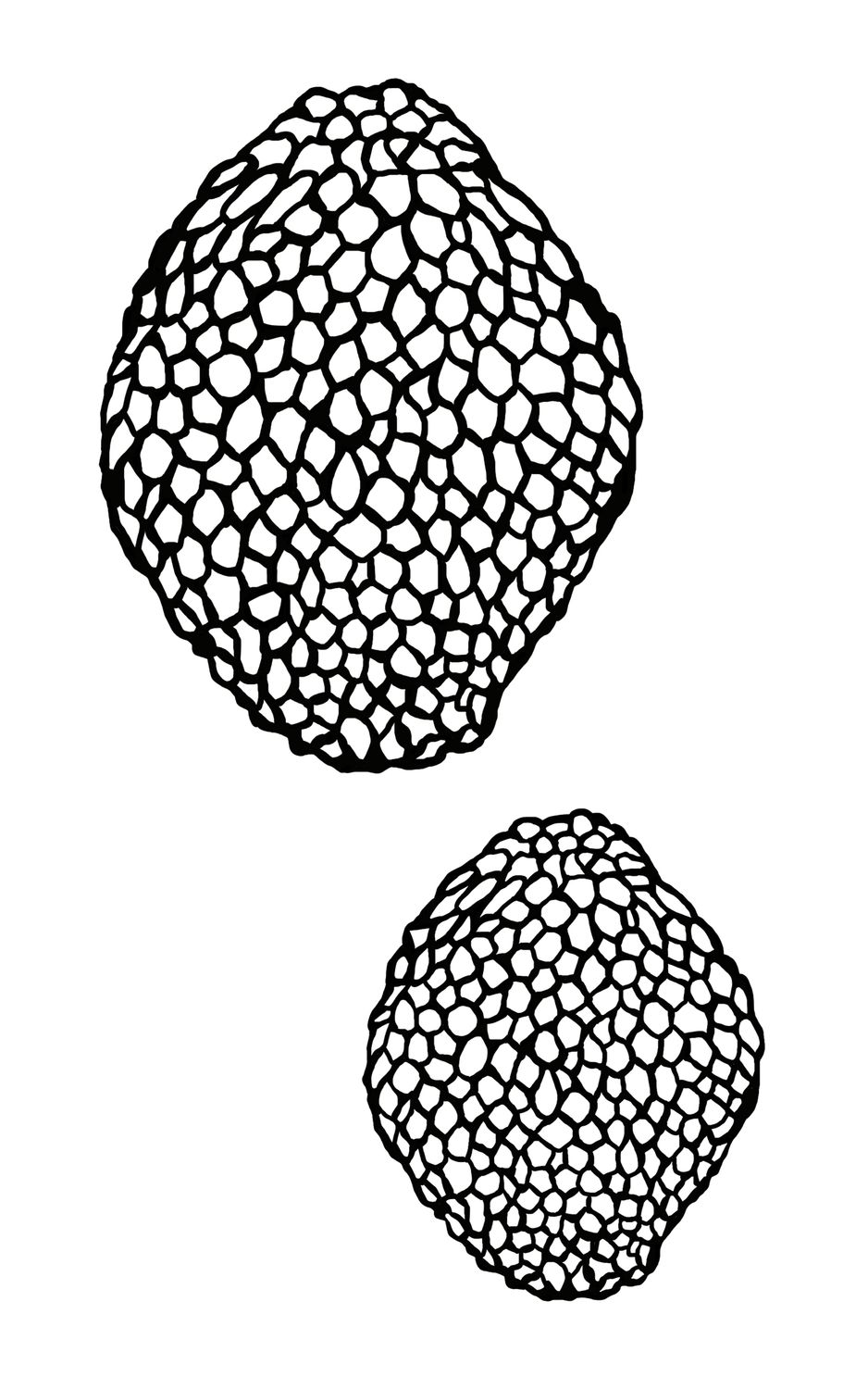 Algae small stencil 5x8 &quot;CLEARANCE&quot;