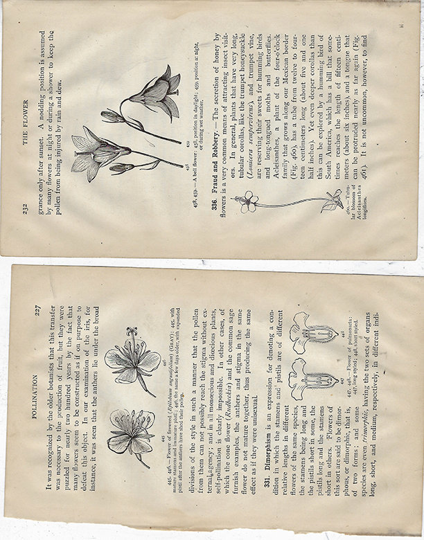 Botany flower book  6 pages ***PRINTED VERISON***