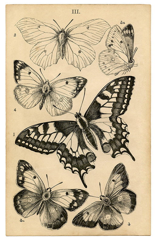Vintage Butterfly collage papers **INSTANT DOWNLOAD** 10 pages