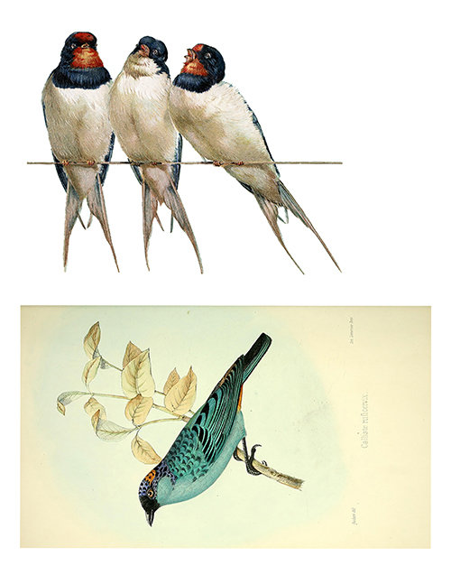 Vintage Bird collage paper **INSTANT DOWNLOAD** 6 pages