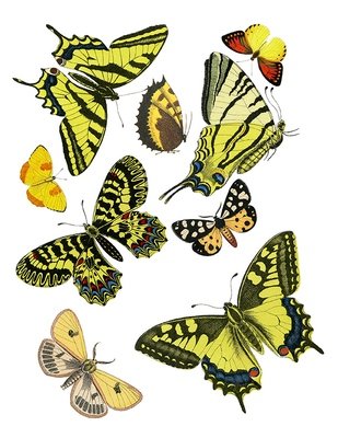 Bright butterfly collage papers **INSTANT DOWNLOAD** 8 pages