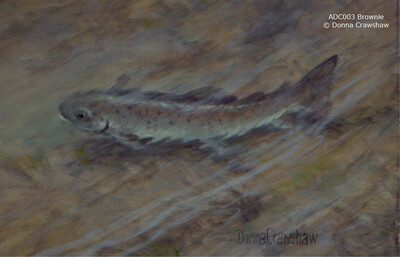 Brownie (Brown Trout)