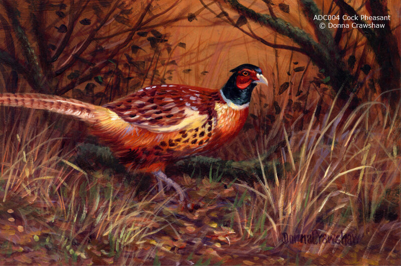 Cock Pheasant