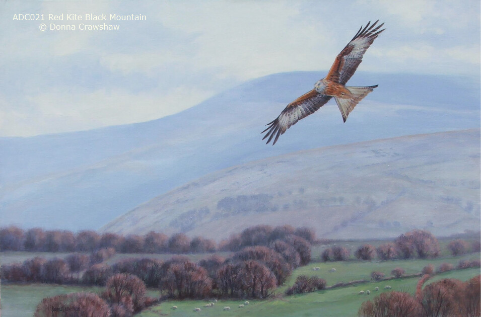 Red Kite Black Mountain