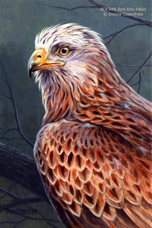 Red Kite Head