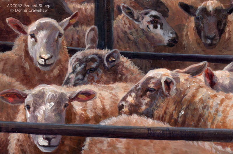 Penned Sheep