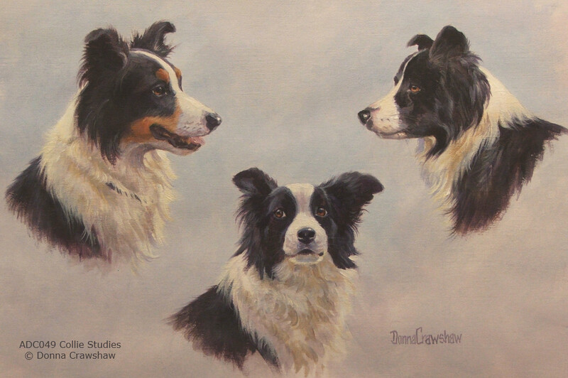 Collie Studies