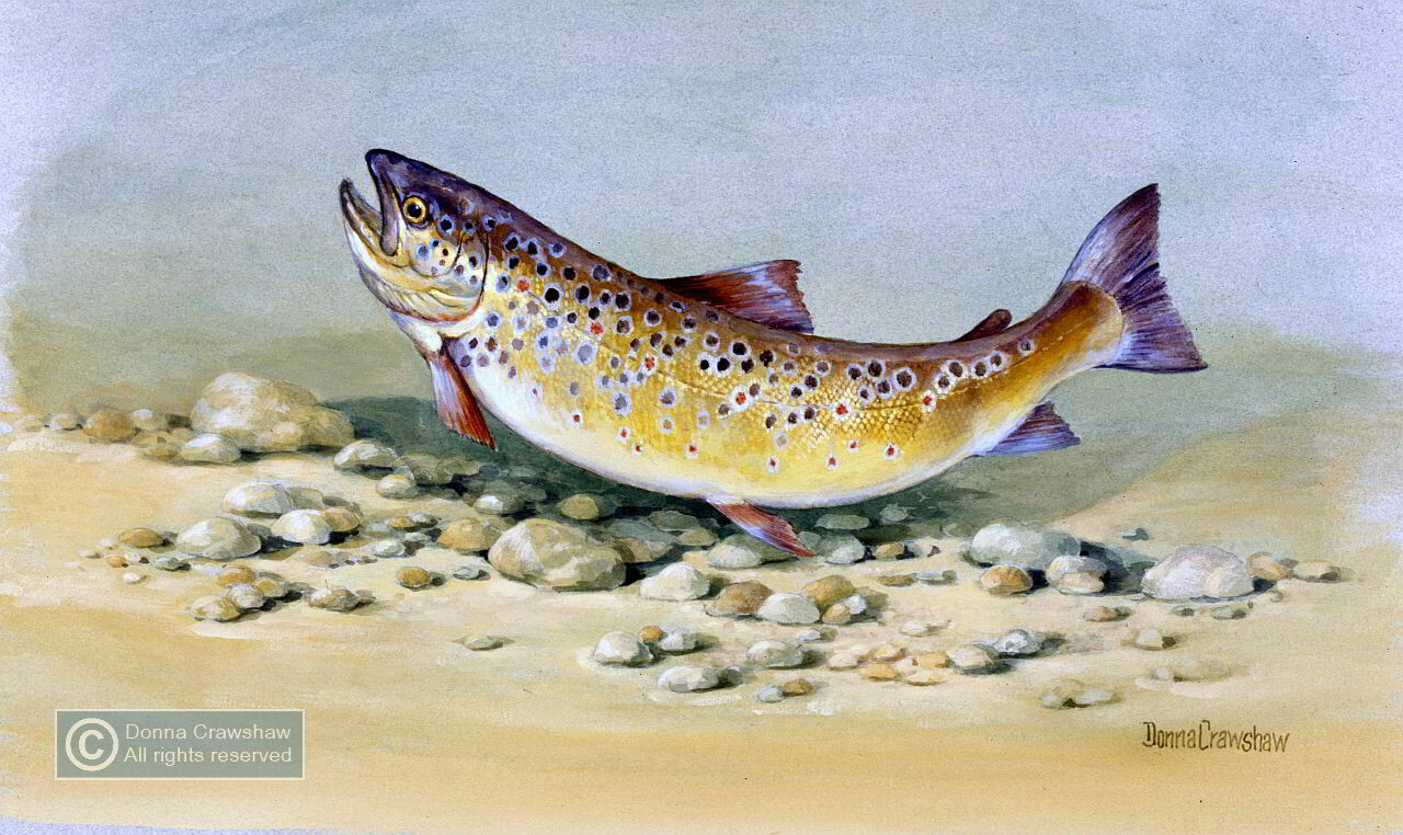 Brown Trout