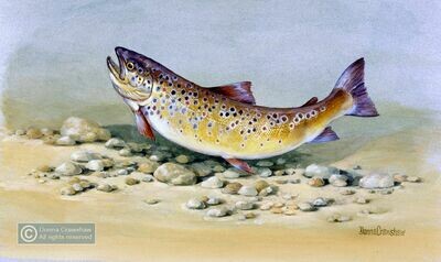 Brown Trout