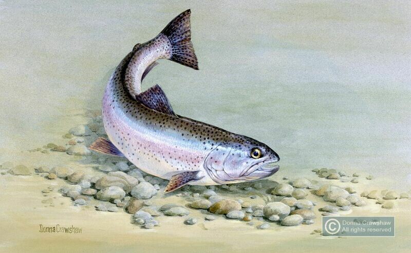 Rainbow Trout