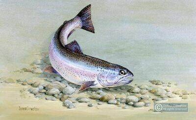 Rainbow Trout