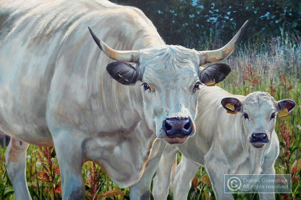 White Park Cattle