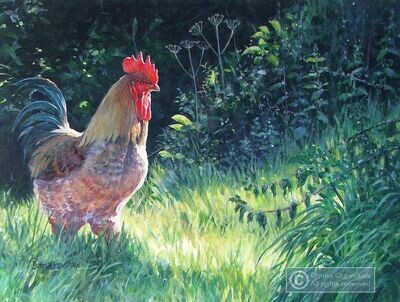 Cockerel in the Grass I