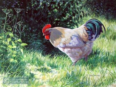 Cockerel in the Grass II