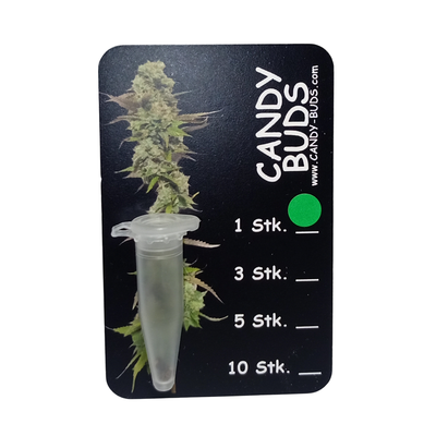 Candy-Buds #1 - AKA Hermies - 95%FEMALE - 2-5%MALE 1 Seeds Sammlerstück