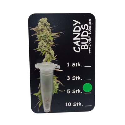 Candy-Buds #1 - AKA Hermies - 95%FEMALE - 2-5%MALE 5 Seeds Sammlerstück