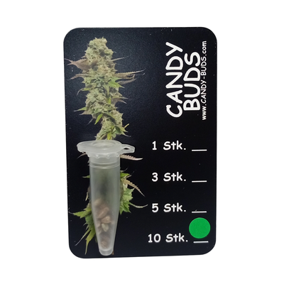 Candy-Buds #1 - AKA Hermies - 95%FEMALE - 2-5%MALE 10 Seeds Sammlerstück