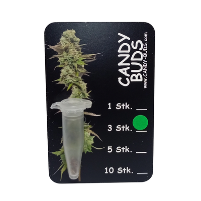 Candy-Buds #1 - AKA Hermies - 95%FEMALE - 2-5%MALE 3 Seeds Sammlerstück