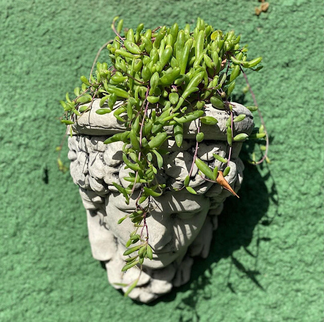 Cabeza Griega